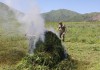 Девять тонн дикорастущей конопли уничтожили в Чуйской области