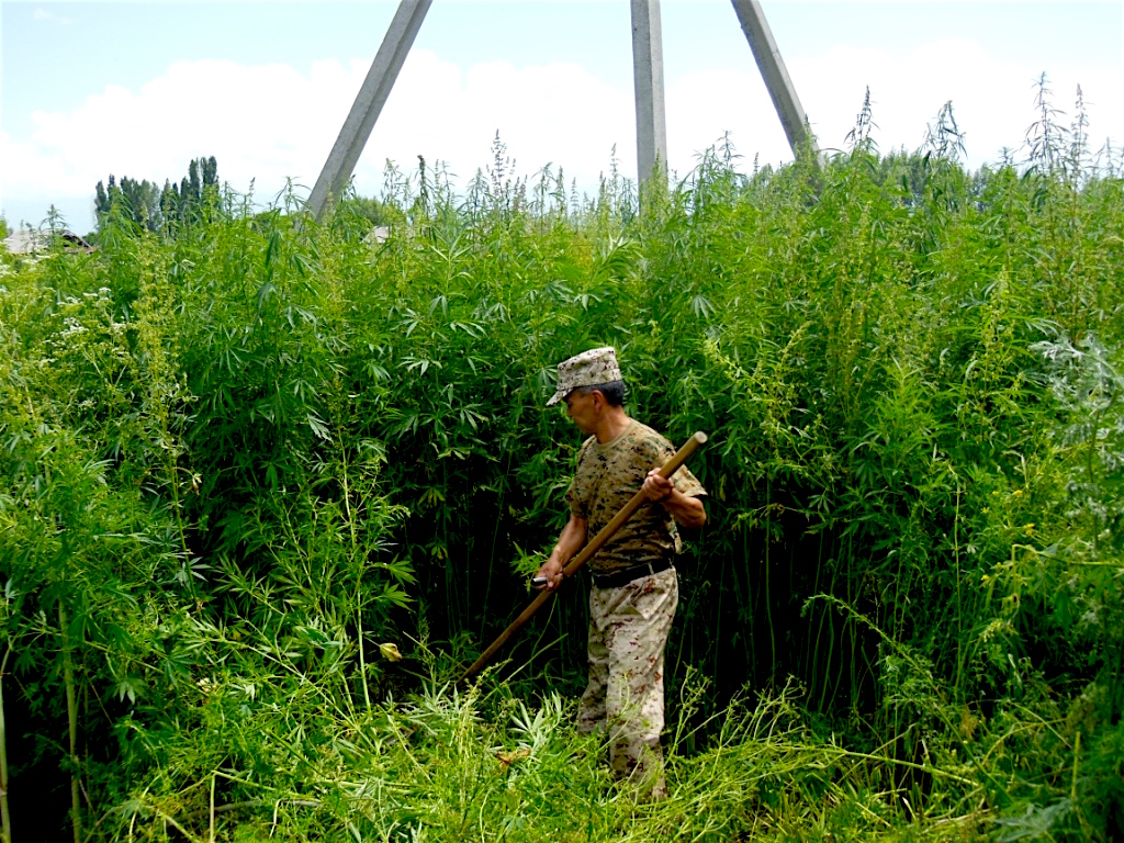 Конопля в кыргызстане сроки выращивания марихуаны