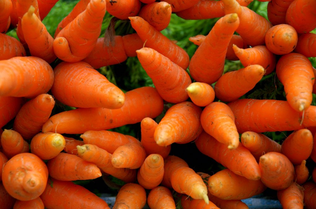 Сотрудники Россельхознадзора обнаружили опасные бактерии в семенах моркови из Кыргызстана