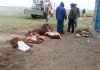 Загадочная болезнь поражает скот в Казахстане