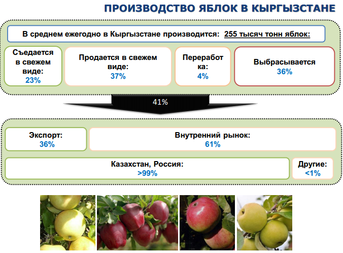 Основные этапы обработки яблок в порядке следования. Производство яблок. Сорта яблок в Киргизии. Где производятся яблоки. Про яблоки на кыргызском.