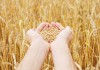Казахстанская пшеница подешевела на $25 за месяц