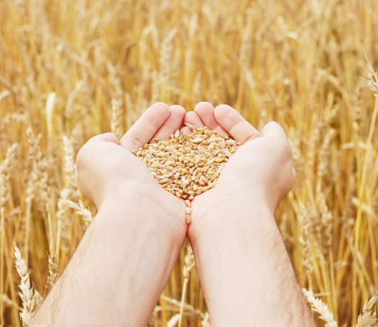 После долгого перерыва Туркменистан начал закупать казахское зерно