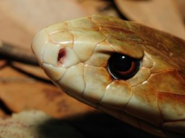 Мужчина  убил укусившую его ядовитую змею ответными укусами