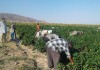 Кыргызские мигранты в основном работают в крестьянских хозяйствах Казахстана