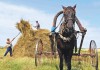 Минсельхоз Кыргызстана предложил ввести запрет на вывоз сена, ячменя и пшеницы
