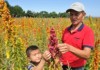 Кыргызский фермер вырастил экзотическую зерновую культуру – квиноа