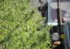 В МВД предлагают уничтожить всю дикорастущую коноплю