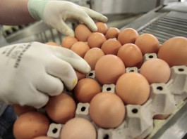 В Кыргызстане намерены ввести временный запрет на ввоз куриных яиц