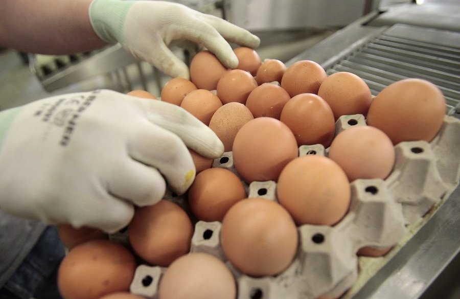 В Кыргызстане намерены ввести временный запрет на ввоз куриных яиц