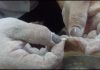 Госматрезерв продолжает поставку червивой муки