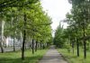 МП «Зеленстрой» за 2016 год посадил 852 хвойных дерева