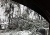 Из-за обильных осадков в ноябре 2016 года пострадали 339 деревьев