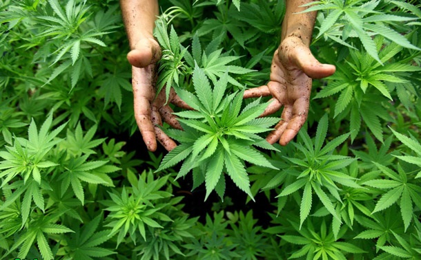Новости о марихуаны в россии семена конопли с курьер спб
