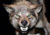 Бойцы «Альфа» будут заниматься отстрелом волков в Горном Бадахшане