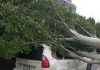 В центре Бишкека дерево упало на автомобиль