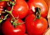 Во Франции распространяется вирус, угрожающий томатам. Фермеры уничтожают целые поля