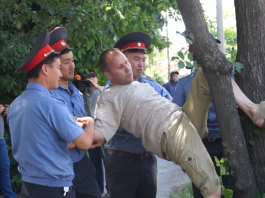 Ценой крови деревьев нам дороги не нужны: жители встают на защиту деревьев, не давая вырубать их