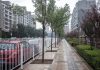 Тротуар против дерева: как относятся к озеленению в Бишкеке и городах мира