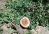 Активисты: Вырубка 7 тыс. деревьев нанесет непоправимый урон микроклимату города, здоровью граждан