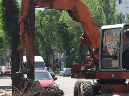«Зеленстрой» приступил к вырубке деревьев по ул. Токтоналиева (видео)