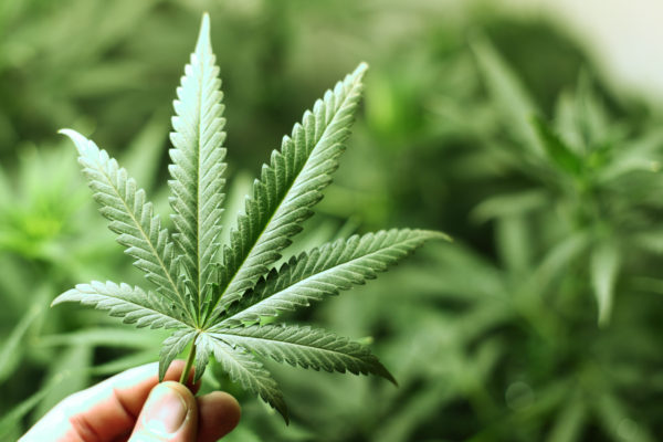 Наркотики из дикой конопли разрешено количество марихуаны