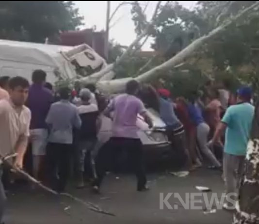 В Бишкеке дерево упало на бус, пострадал водитель (видео)
