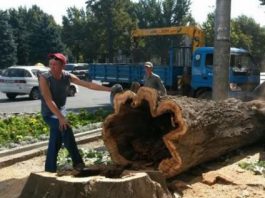 Решение о вырубке деревьев в Ботаническом саду еще не принято