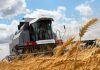 В Кыргызстане урожай пшеницы по сравнению с предыдущим годом снизился почти наполовину