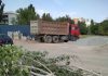В Бишкеке предлагают объявить мораторий на вырубку здоровых деревьев