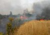 Последствия пожара в Ботсаду: возможен поджог (фоторепортаж)