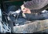 За что жестоко убили 8 собак бишкекчанки? Горожане требуют наказать живодера МП «Тазалык» (видео)