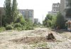 Мэрия Бишкека начнет высадку деревьев в сентябре