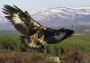 В Кыргызстане предлагают утвердить Правила содержания и использования ловчих хищных птиц