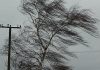 Почти ураган: В Балыкчы сильный ветер. Городские службы введены «в режим повышенной готовности»