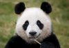В этом году в Китае на свет появились 42 панды