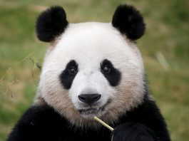 В этом году в Китае на свет появились 42 панды