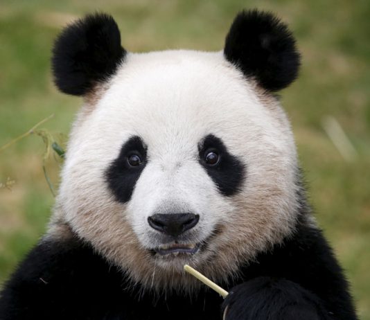 В этом году в Китае на свет появились 42 панды