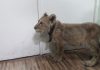 В Бишкеке задержан хозяин львенка: животное назвали Акжолтой и передали в общественный фонд
