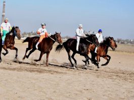 В Кыргызстане выбрали лучших скакунов страны