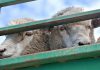 Кыргызстанца оштрафовали в России за перевозку овец в необорудованной машине