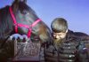 Кыргызстанец подарил Рамзану Кадырову скакуна (видео)