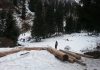 Никакой массовой вырубки леса: УВД Иссык-Куля опровергает факт уничтожения деревьев в ущелье Джууку