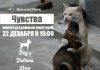 В Бишкеке пройдет модный показ собак в новогодних костюмах Dog’s Fashion Show