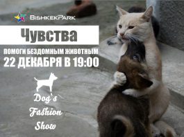 В Бишкеке пройдет модный показ собак в новогодних костюмах Dog’s Fashion Show