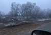 На западе Бишкека вдоль БЧК срубили десятки деревьев – очевидец