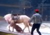 Тигр и лев напали на цирковую лошадь в Китае (видео)
