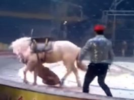 Тигр и лев напали на цирковую лошадь в Китае (видео)