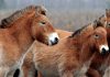 Генетики усомнились в «дикости» лошади Пржевальского