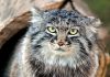 В Кыргызстане осталось всего 20 хищных кошек-манулов